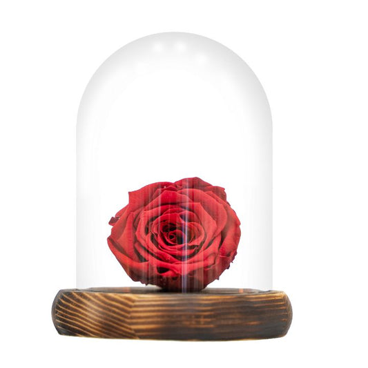 Rosa eterna Roja, dura 5 años