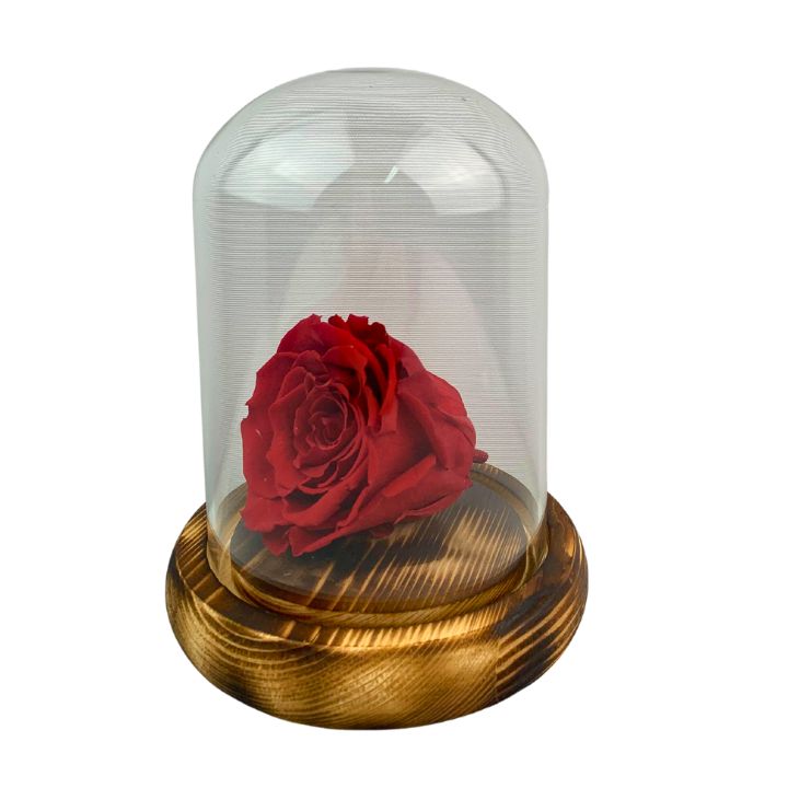 Rosa eterna Roja, dura 5 años