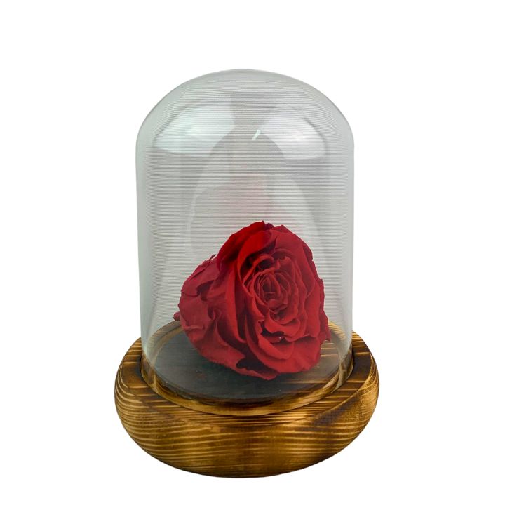 Rosa eterna Roja, dura 5 años