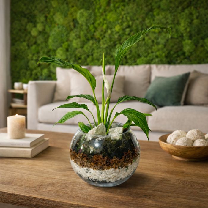 Spatifilium planta natural en terrario